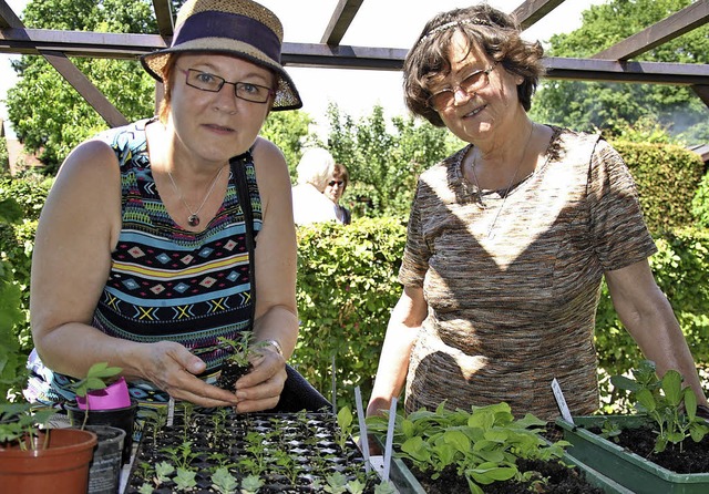 <Text>Anita Halter (links) und Roswith... begutachten die Jungpflanzen</Text>.   | Foto: Ralph Fautz