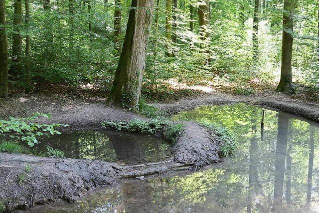 Froschteiche werden immer wieder Ziel von Vandalismus