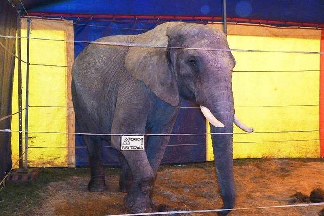 Elefant, der einen Menschen gettet hat, war vor vier Jahren in Lrracher Tankstelle