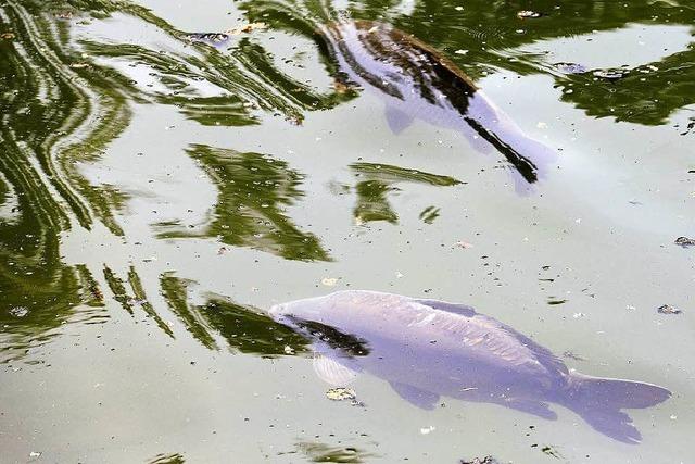 Warum treiben so viele tote Karpfen im Flckigersee?