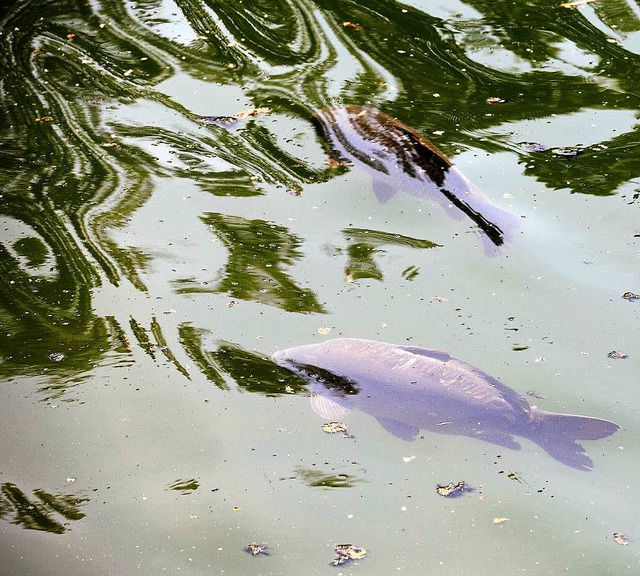 Im  Flckigersee leben  viele Karpfen....en einige am Ufer tot angeschwemmt.     | Foto: Ingo Schneider