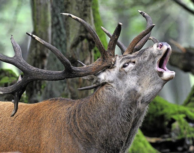 Ein Hirsch in der Brunft, der Paarungszeit  | Foto: DPA