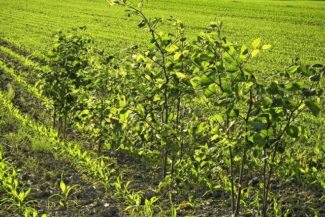 Ein wucherndes Unkraut, das der Natur schadet