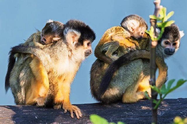 Putziger Nachwuchs: Vier junge Totenkopfffchen im Zoo Basel