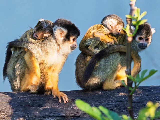 Die Totenkopfffchen im &#8222;Zolli&#8220; haben Nachwuchs.   | Foto: Torben Weber