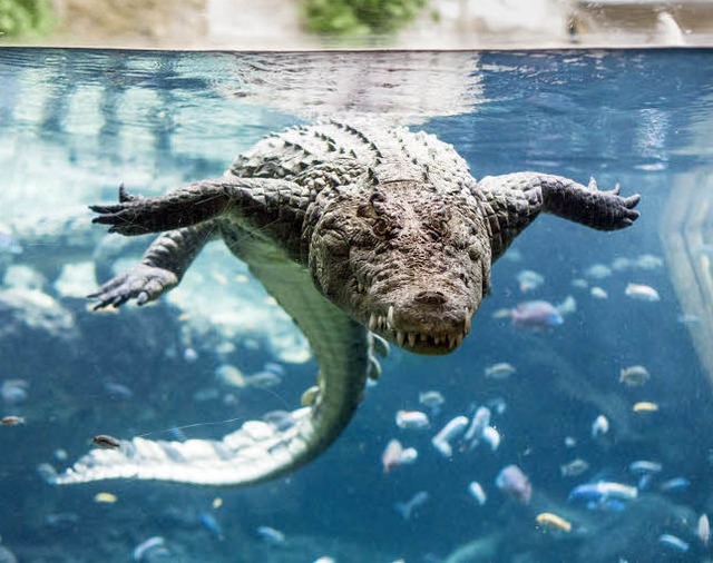 Sie knnen krftig zubeien: Krokodile  | Foto: ZOO BASEL