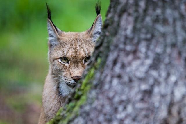 Der Luchs ist zurck im Elztal - und nun?