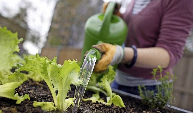 Gartenbau in der Stadt dient auch der Versorgung mit frischem Gemse.   | Foto: Dpa
