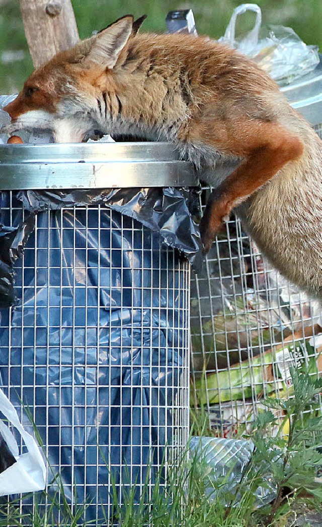 In der Stadt finden Fchse gengend Futter.   | Foto: dpa