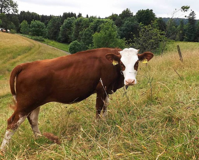 Kuh Rita ist wieder da.  | Foto: Wolfgang Adam
