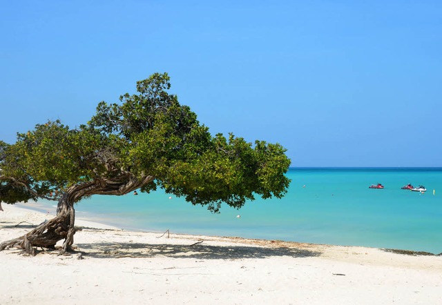 Auf Aruba eine Besonderheit: Die sogen...hsen aufgrund des Passatwindes schief.  | Foto: Sofia Conraths