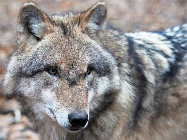 ...wirklich um einen Wolf?  | Foto: dpa