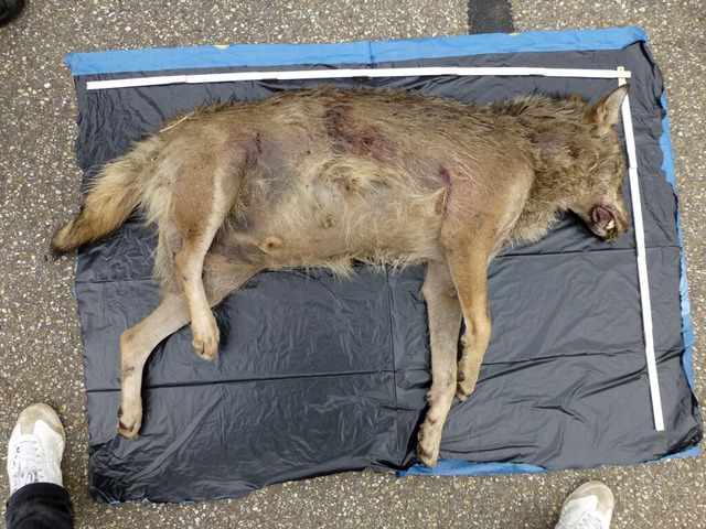 Handelt es sich bei diesem toten Tier bei Lahr...  | Foto: dpa