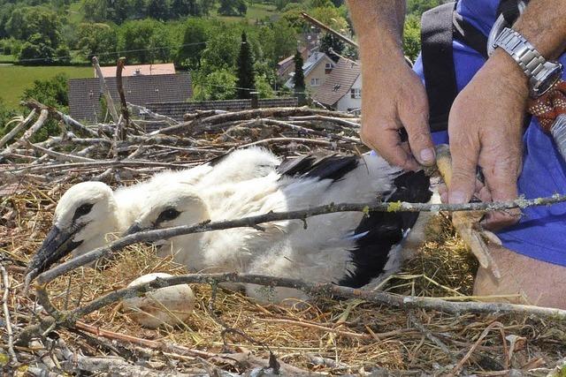 Spannender Tag fr Vogel und Mensch