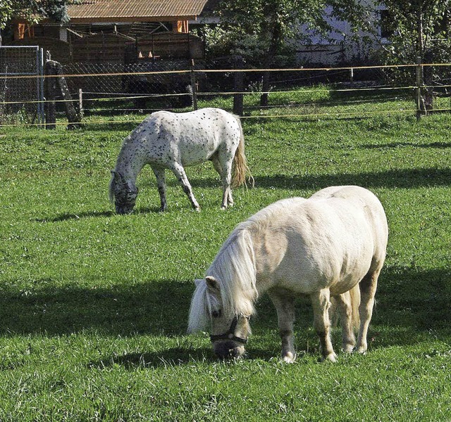 Noch grasen  Pferde im knftigen Baugebiet Brhl.   | Foto: Bergmann