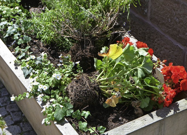 Herausgerissen: Blumen in der Lammstrae.  | Foto: Walser