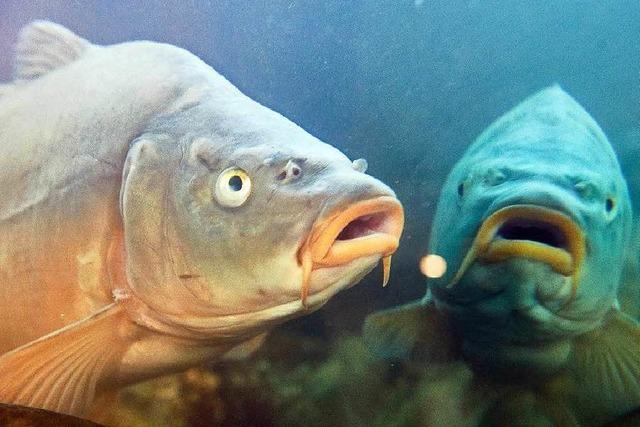 Fische haben unterschiedliche Persnlichkeiten