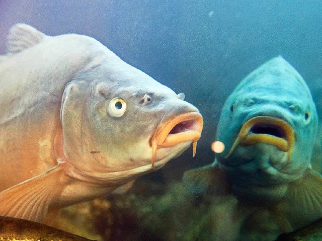 Manche Karpfen bewegen sich nur vorsichtig durchs Wasser.   | Foto: dpa (2)/Ausserhofer