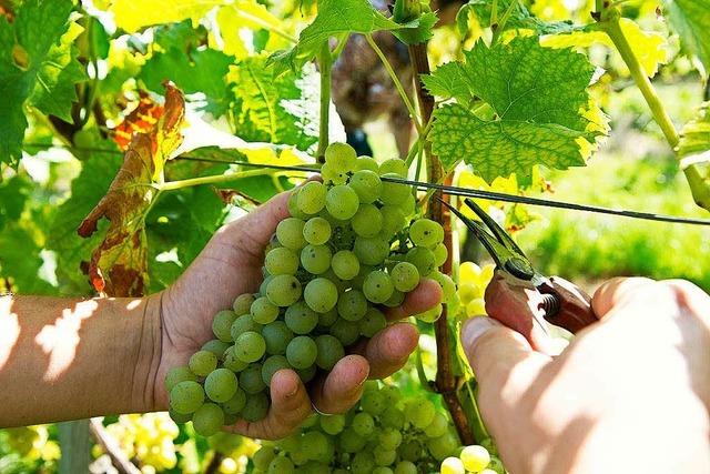 Weingut und Winzerhof Boos