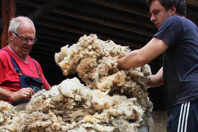 Schafwolle – ein Geschft, das sich nicht mehr rechnet