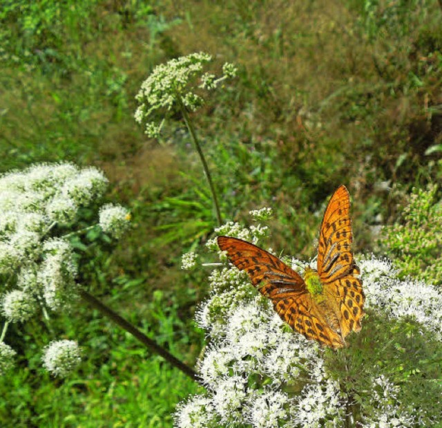   | Foto: ZVG Naturschutzzentrum Feldberg/Mail von Stefan Bchner