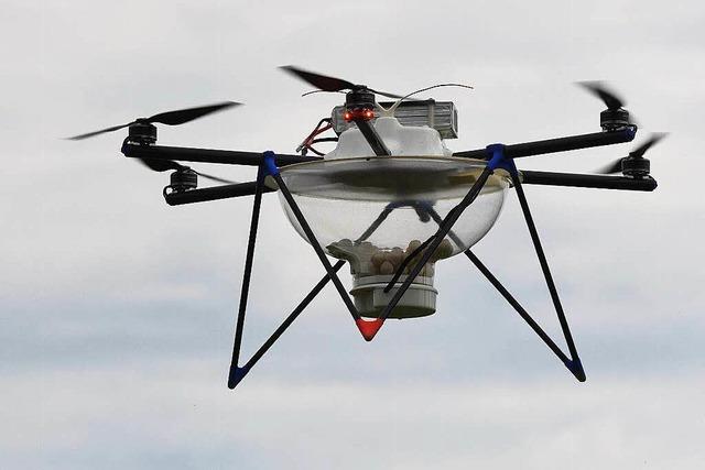 Drohnen fliegen in der Ortenau gegen den Maiszünsler