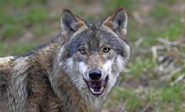 Woher der tote Wolf, der in der vergan...ldpark Eekholt in Schleswig-Holstein.   | Foto: Archivfoto: Dpa