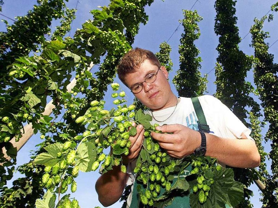 Der Hopfen ein mild wirkendes Beruhigungsmittel Gesundheit