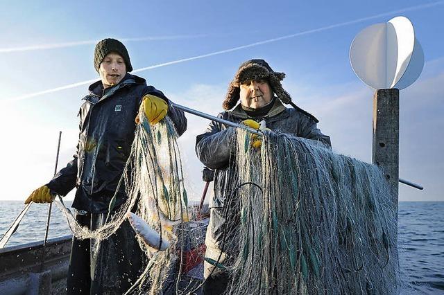 Bodenseefischer fordern mehr Phosphat