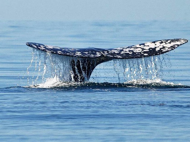 Finnwale werden in Island schon immer ...heute kaum jemand das Walfleisch isst.  | Foto: DPA