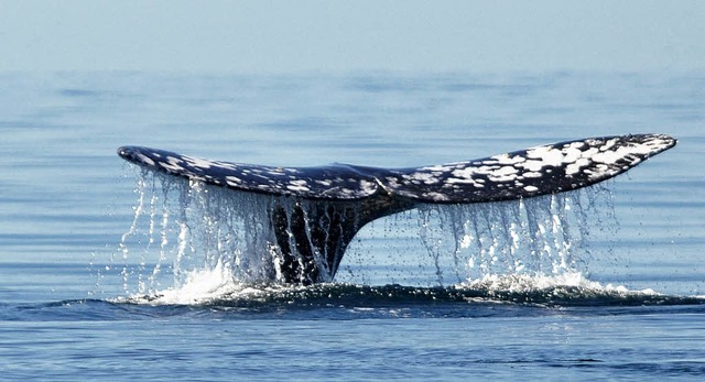 Finnwale werden in Island schon immer ...heute kaum jemand das Walfleisch isst.  | Foto: DPA