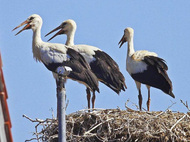 Nur noch drei Jungstrche befinden sic...Nest, nach dem vierten wird gefahndet.  | Foto: Wolfgang Hoffmann