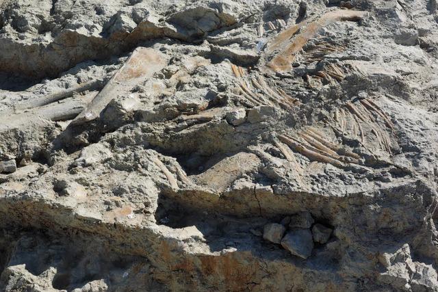 Spektakulärer Dinofund im Fricktal: Fast vollständiges Skelett entdeckt