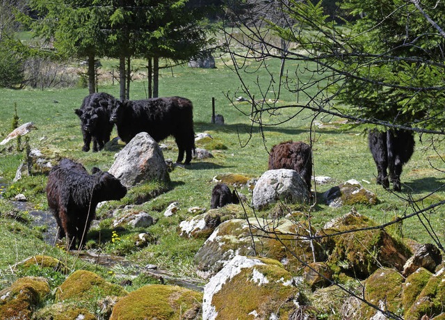 <Text>Die Weidefelder wie hier in der ...asiwald sind etwas Besonderes.</Text>   | Foto: Ute Aschendorf