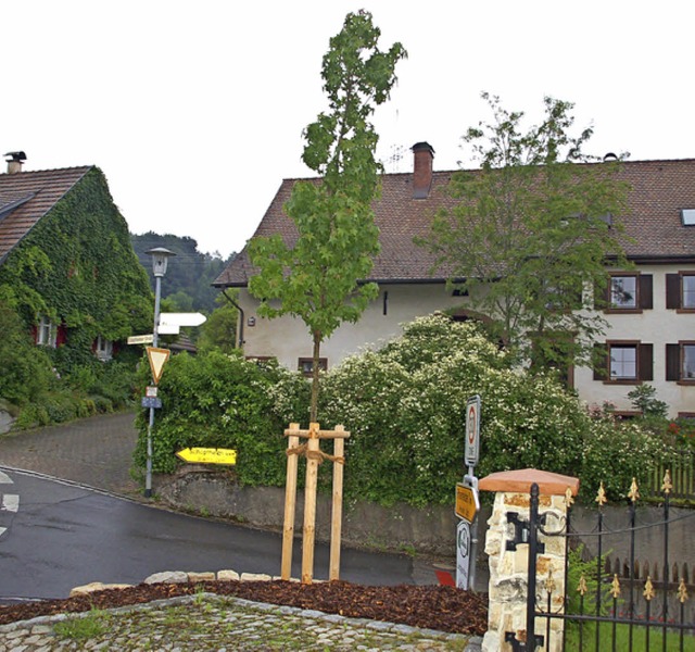 Der Amber-Baum in Nordschwaben.   | Foto: Petra Wunderle