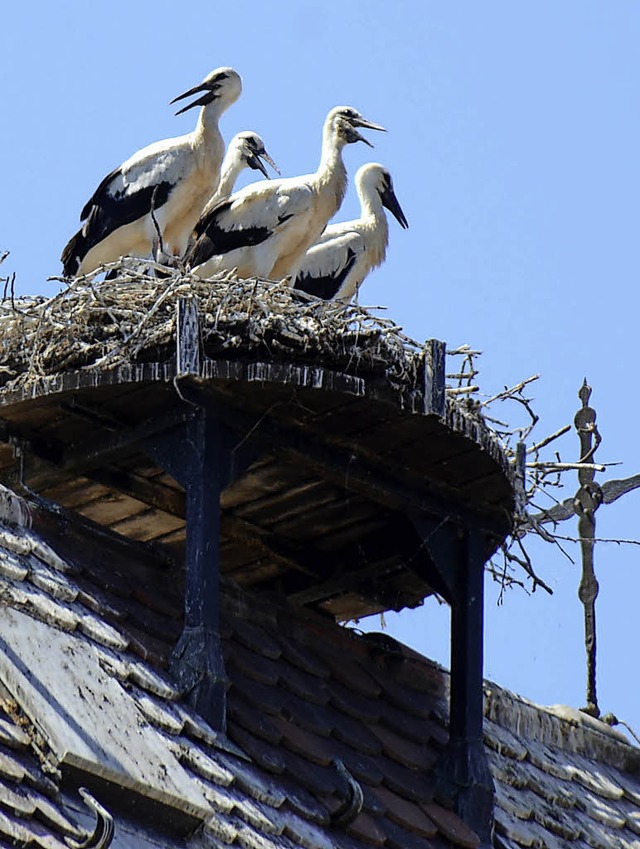 Forchheim. Die vier Jungstrche auf dem Forchheimer Kirchturm.  | Foto: Roland Vitt