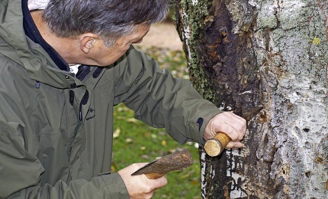 Ein Baumkontrolleur bei der Arbeit: Er...en des Asiatischen Laubholfbockkfers.  | Foto: ZVG