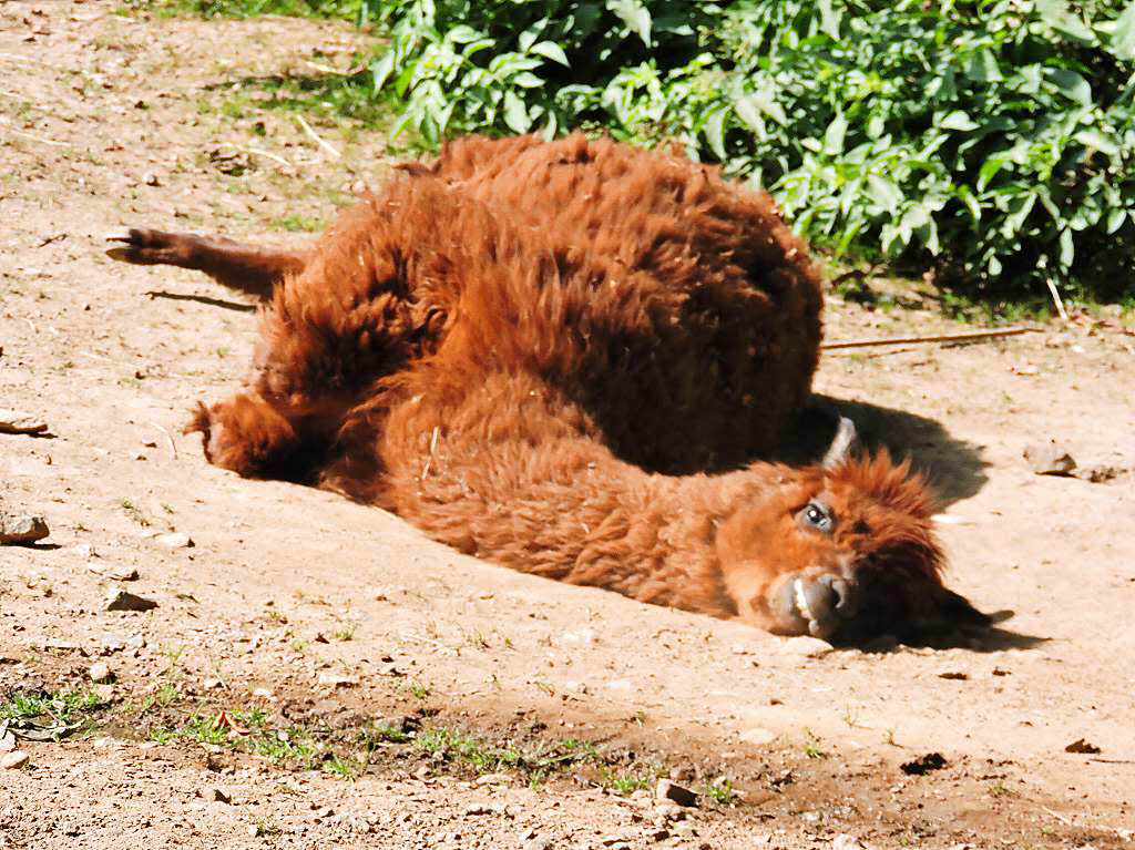 Total kaputt? Nein, gar nicht, das Alpaka hat sich im Schwarzwaldzoo zum Sonnenbad hingelegt.