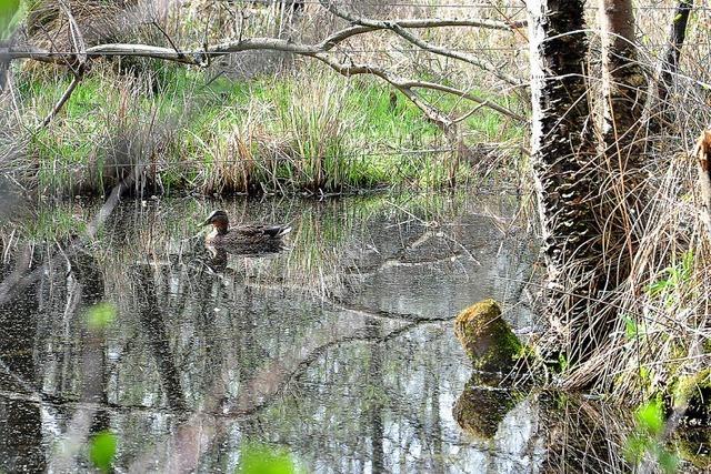 Entlang eines Naturkorridors im Dreilndereck