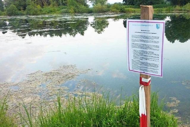 Koi-Herpesvirus: Befallener Baggersee wird leergefischt