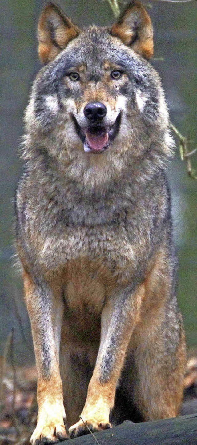 Ein lebendiger Wolf   | Foto: dpa