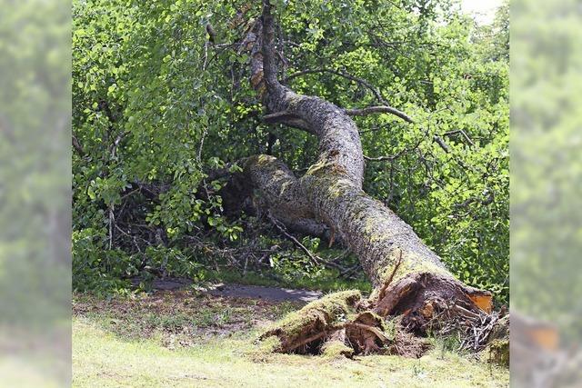 Gefallener Baum entsorgt