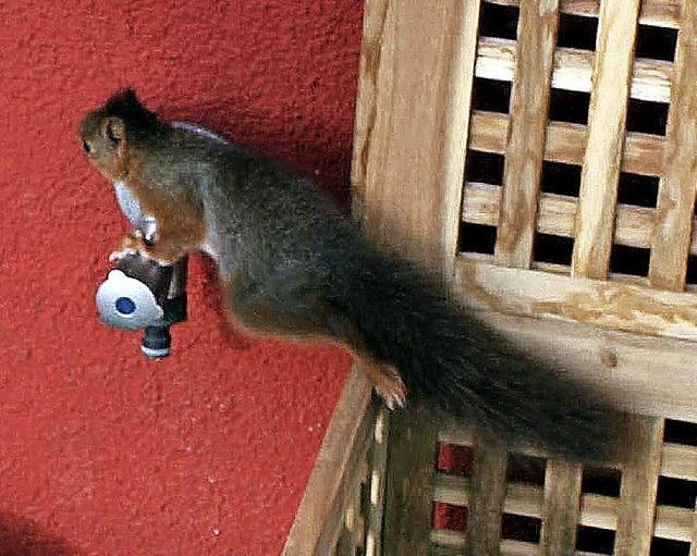 Das Eichhrnchen klettert wieder in die Freiheit.   | Foto: Privat