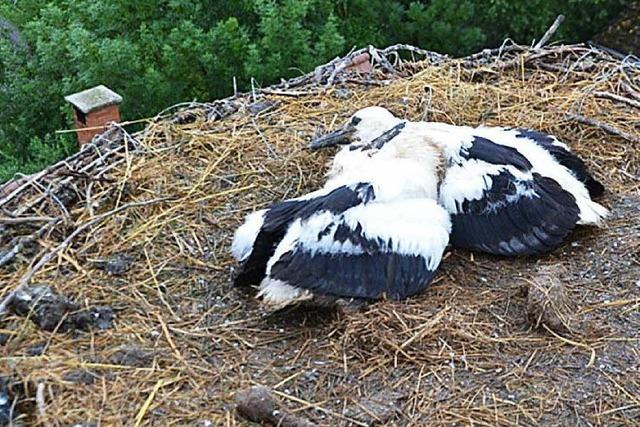 Freude ber Storchenfamilie in Mllheim