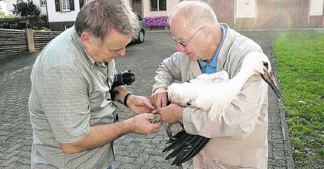 Der 80-jhrige Friedrich Widmann ist s...er Stolz (links) ein Jungtier in Aasen  | Foto: .Elisabeth Winkelmann-Klingsporn