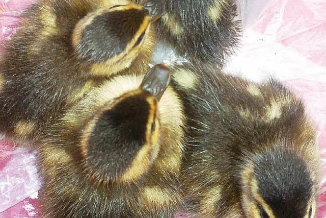 Polizei rettet Entenbabys auf der Autobahn – Mutter tot
