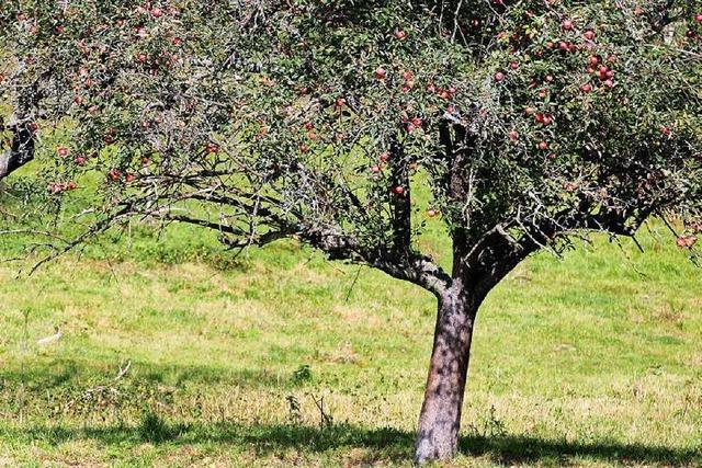 Betrunkener versteckt sich nach Unfall hinterm Baum