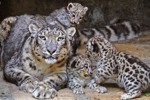 Die Tierkinder sind von der Hitze unbeeindruckt