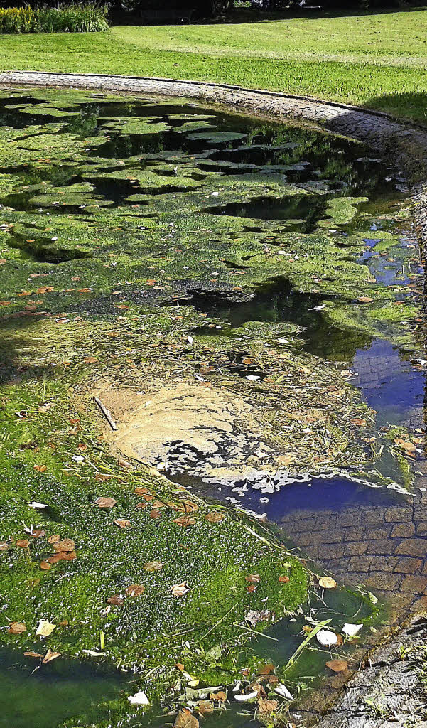 Vorerst keine Algen mehr Wasser im Teich auf der Badmatte ist wieder