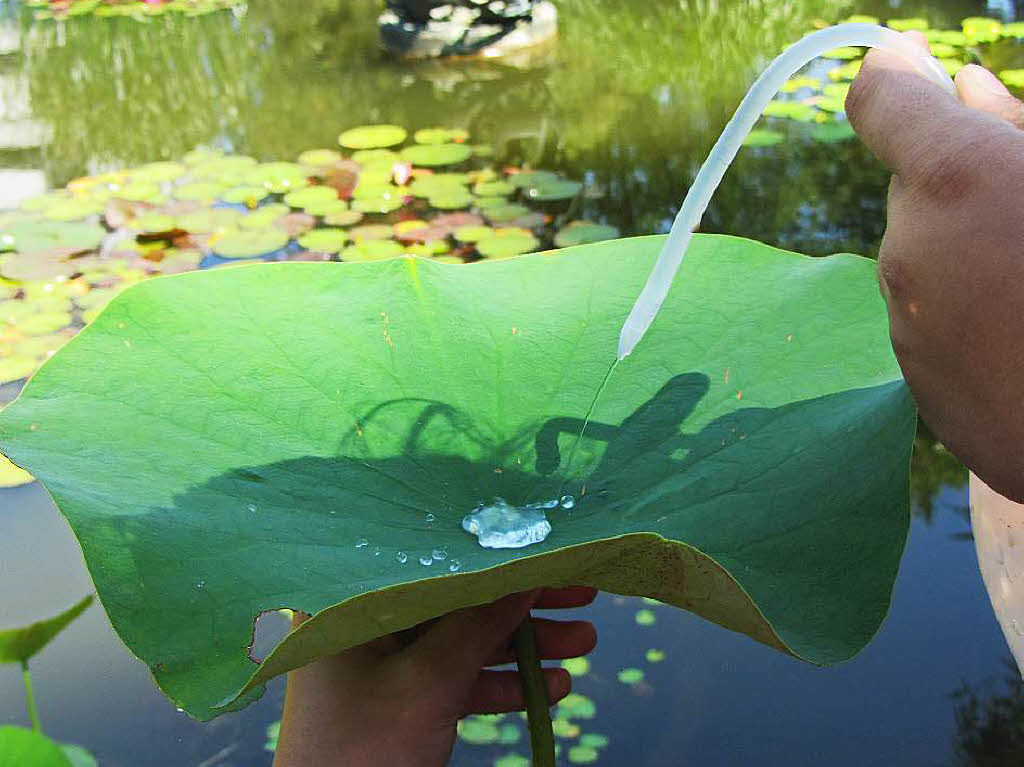 Der Lotuseffekt: Ein Lotusblatt wird mit Wasser bespritzt, und das Wasser perlt sofort wieder ab.